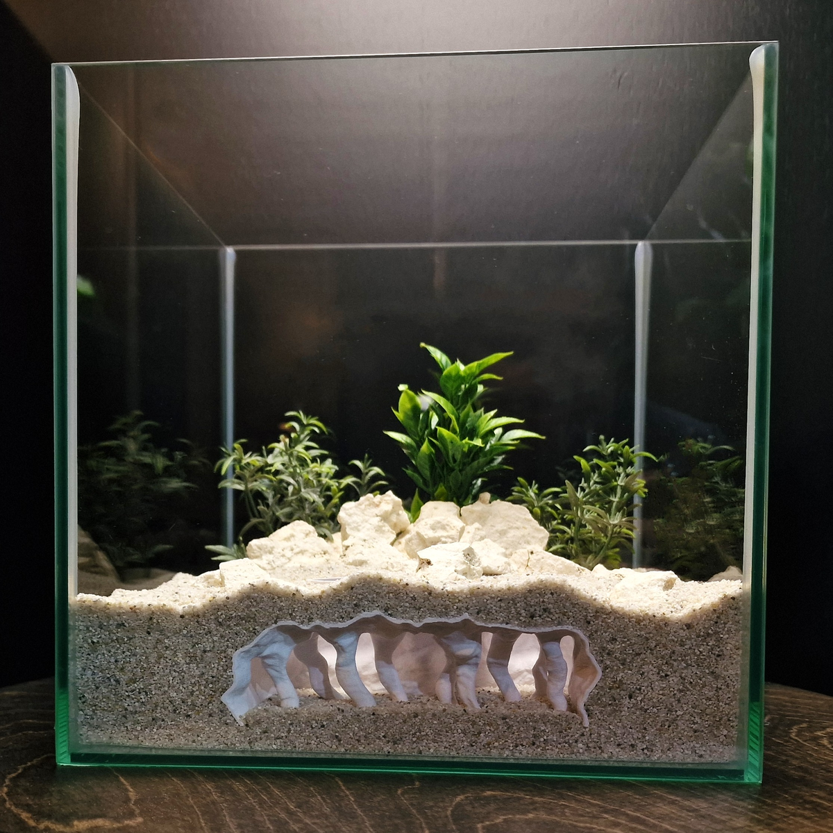 Coral Chamber view 001 1
