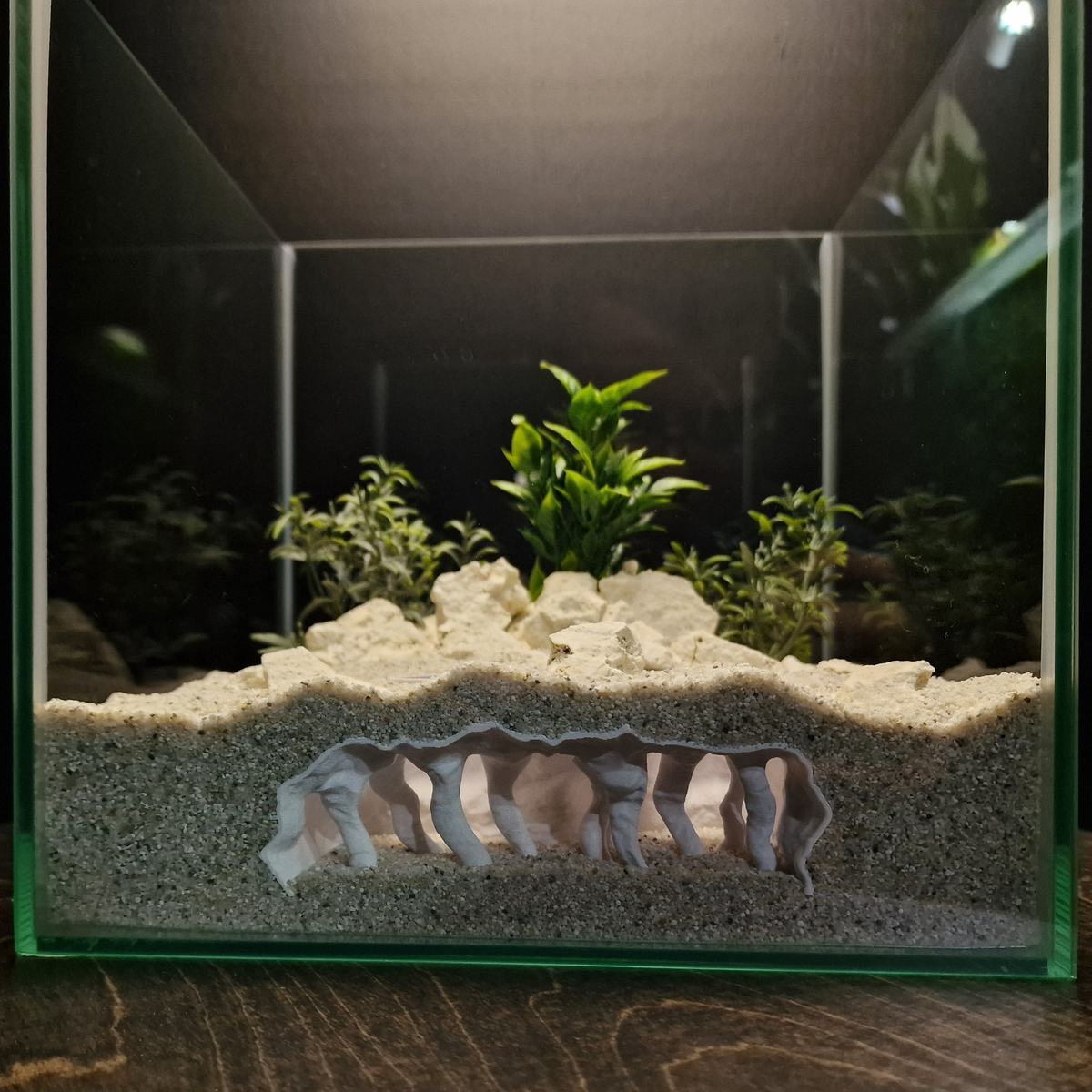 Coral Chamber view 006 4