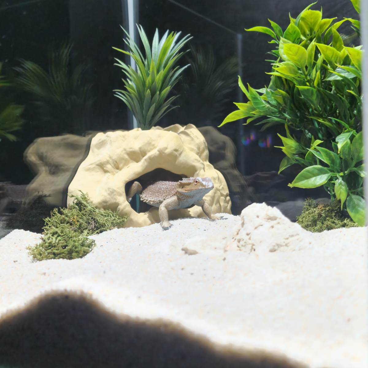 Cave 1 aquarium habitat view 2