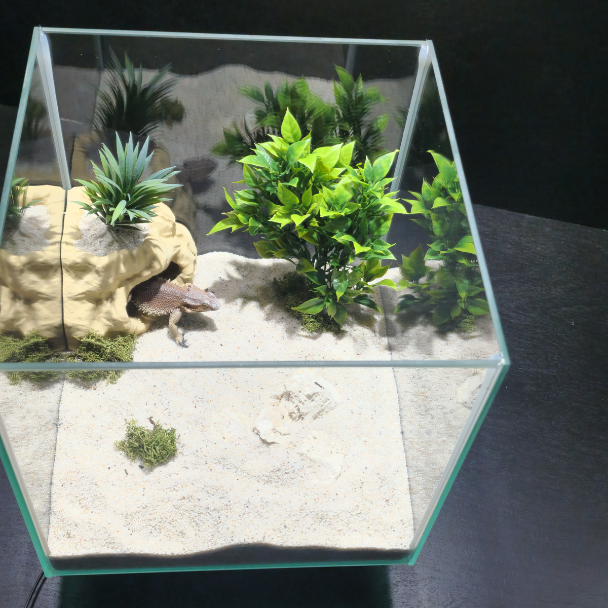 Cave 1 aquarium habitat view 3