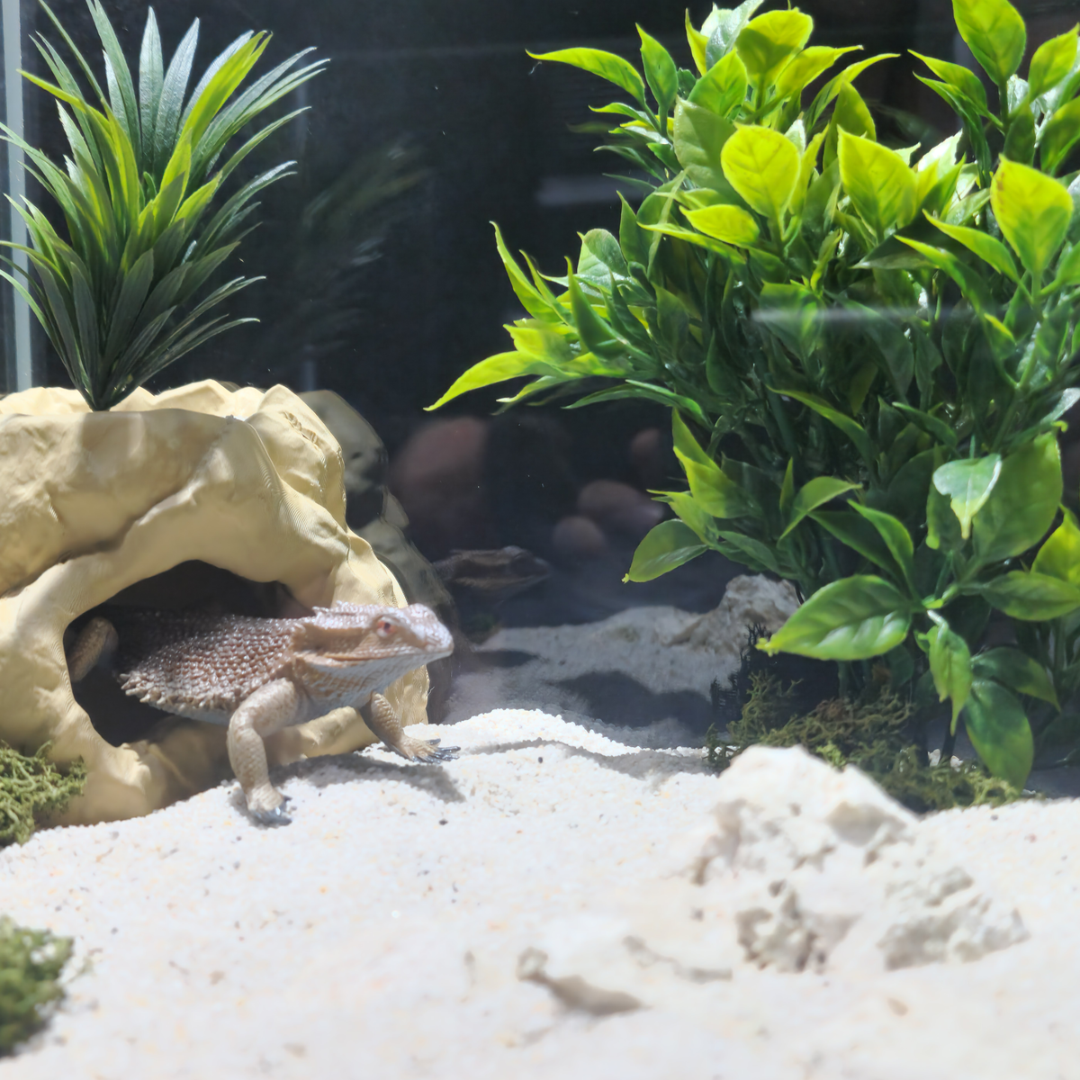 Cave 1 aquarium habitat view 4