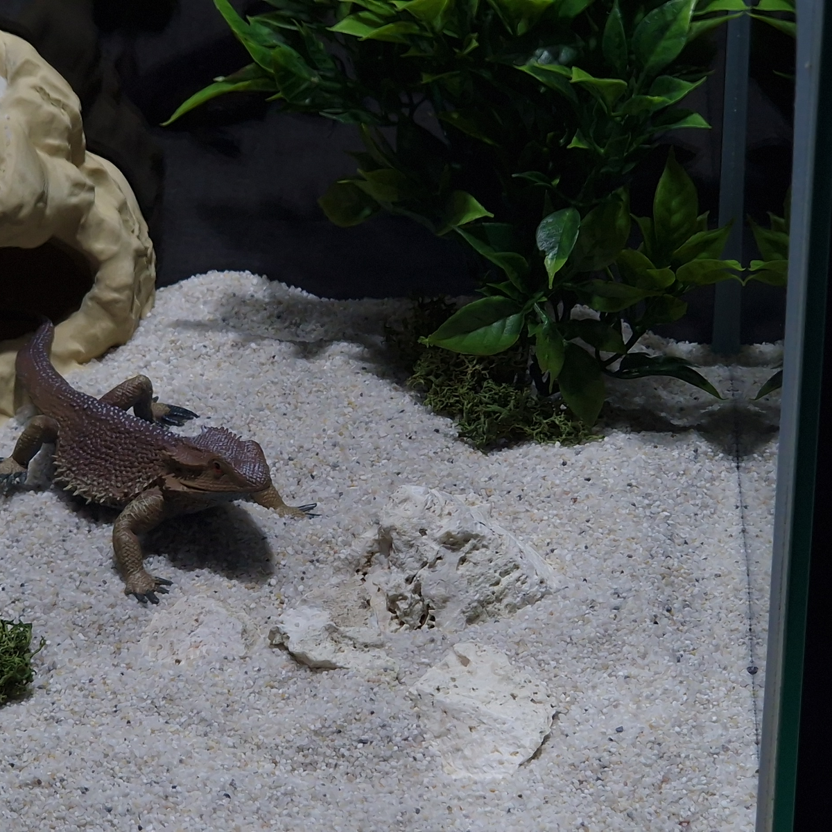 Cave 1 aquarium habitat view 7