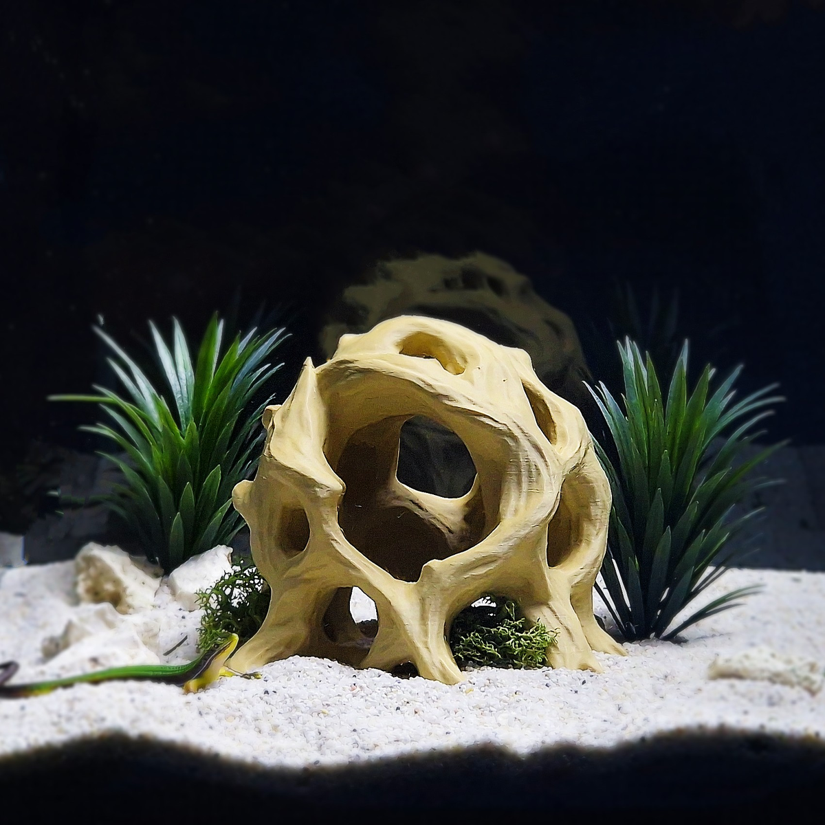 Cave 11 aquarium habitat view 8