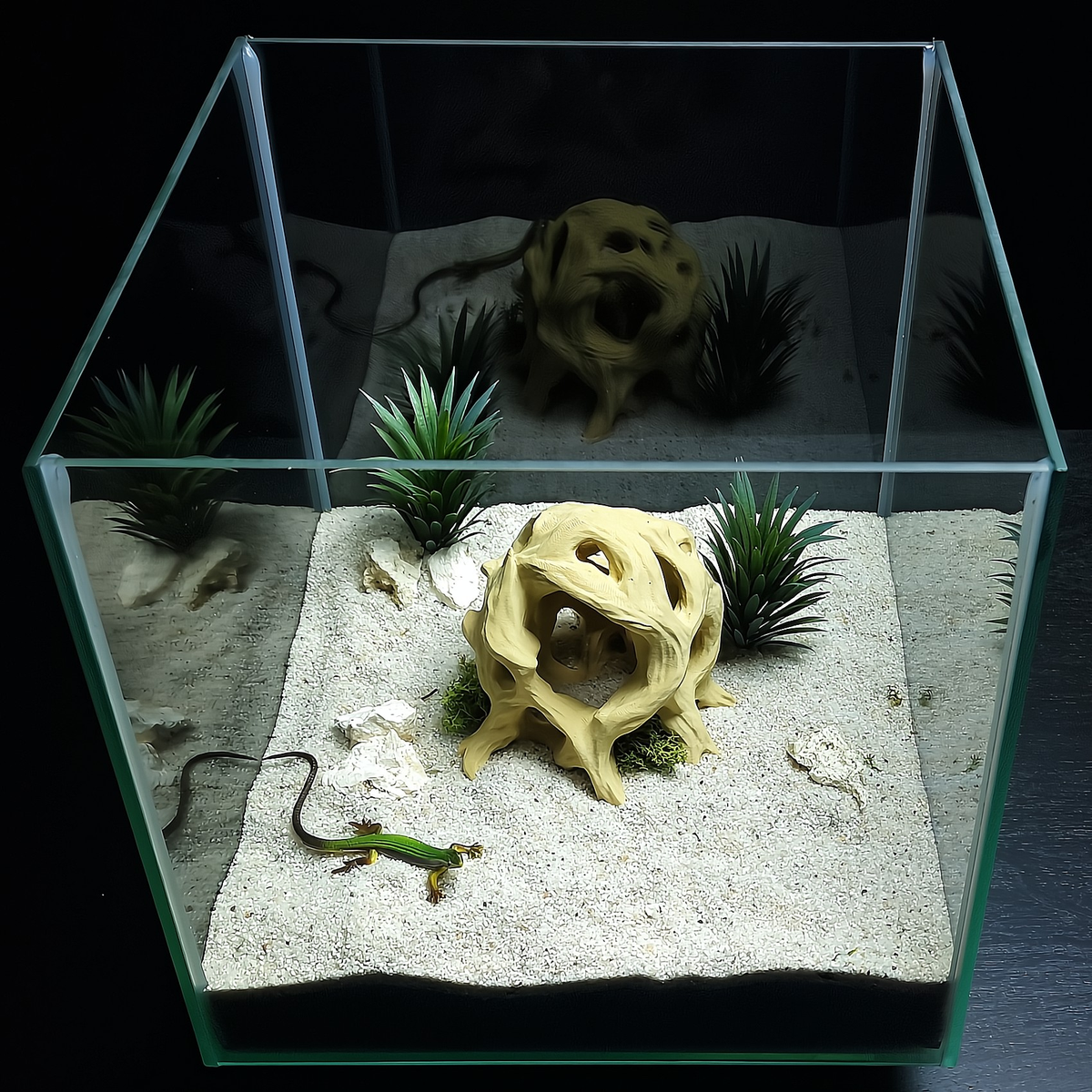 Cave 11 aquarium habitat view 10
