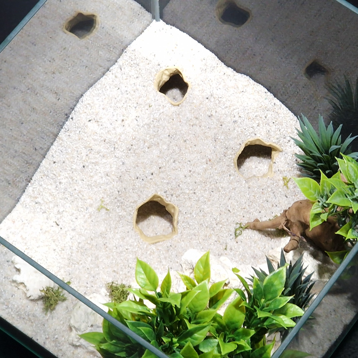 Cave 5 aquarium habitat view 3