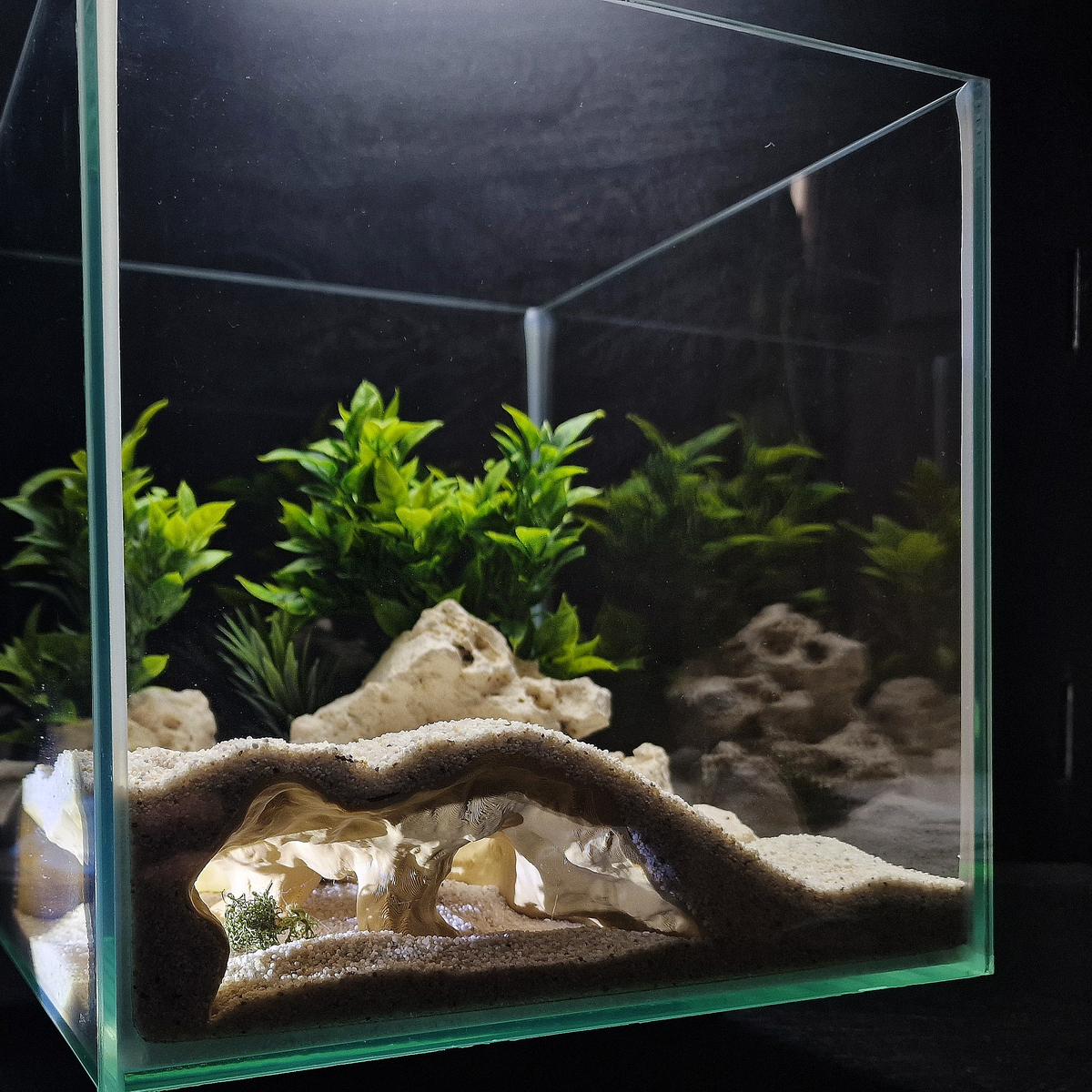Cave 5 aquarium habitat main view