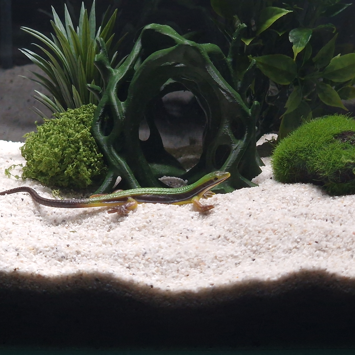 Cave 9 aquarium habitat view 2