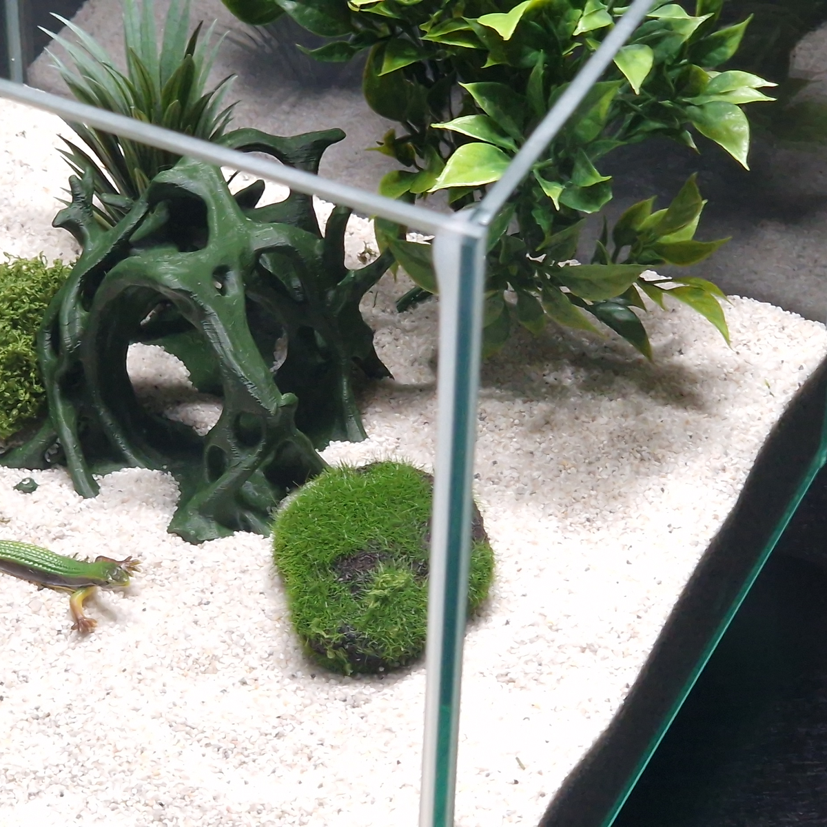 Cave 9 aquarium habitat view 7