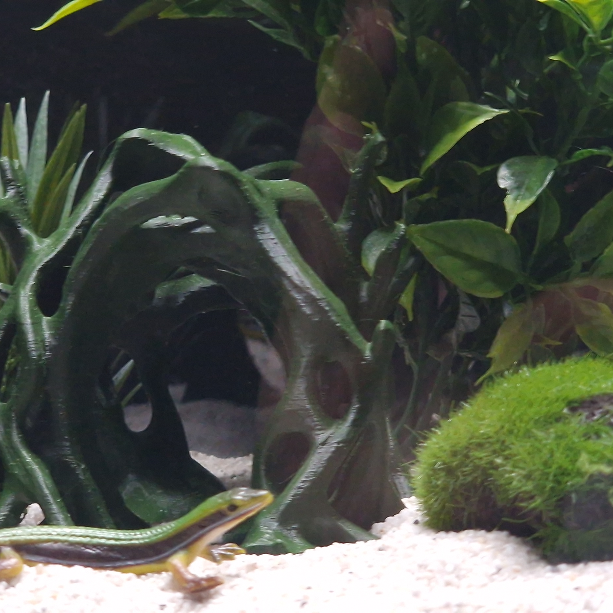 Cave 9 aquarium habitat view 8