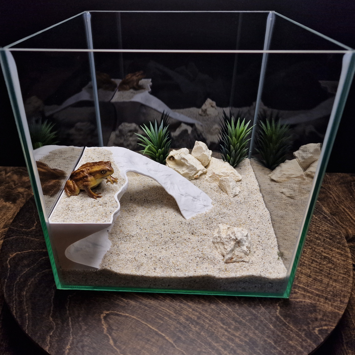 Tidal Basking aquarium habitat view 2