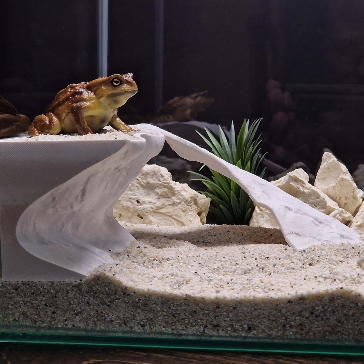 Tidal Basking aquarium habitat view 5