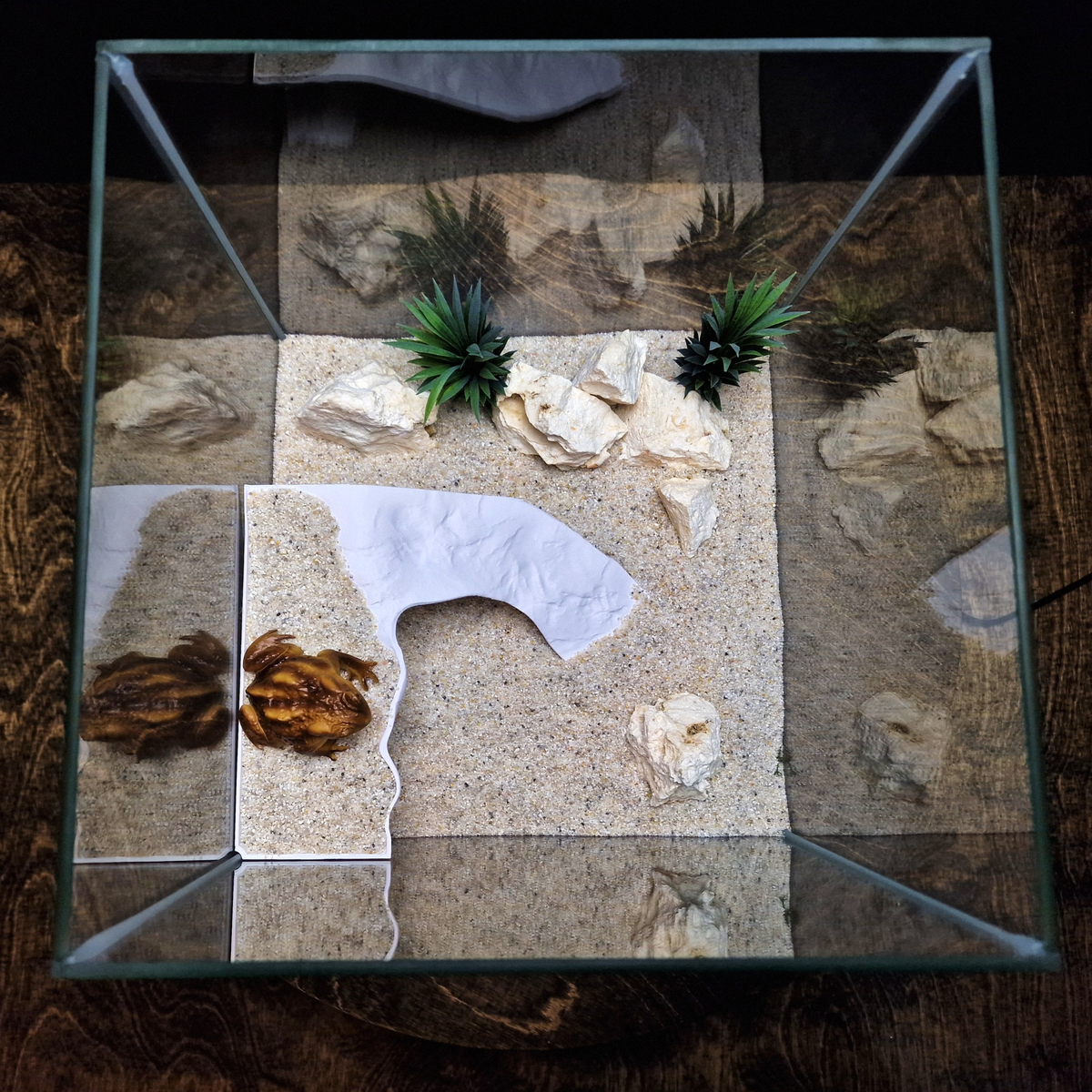 Tidal Basking aquarium habitat view 6