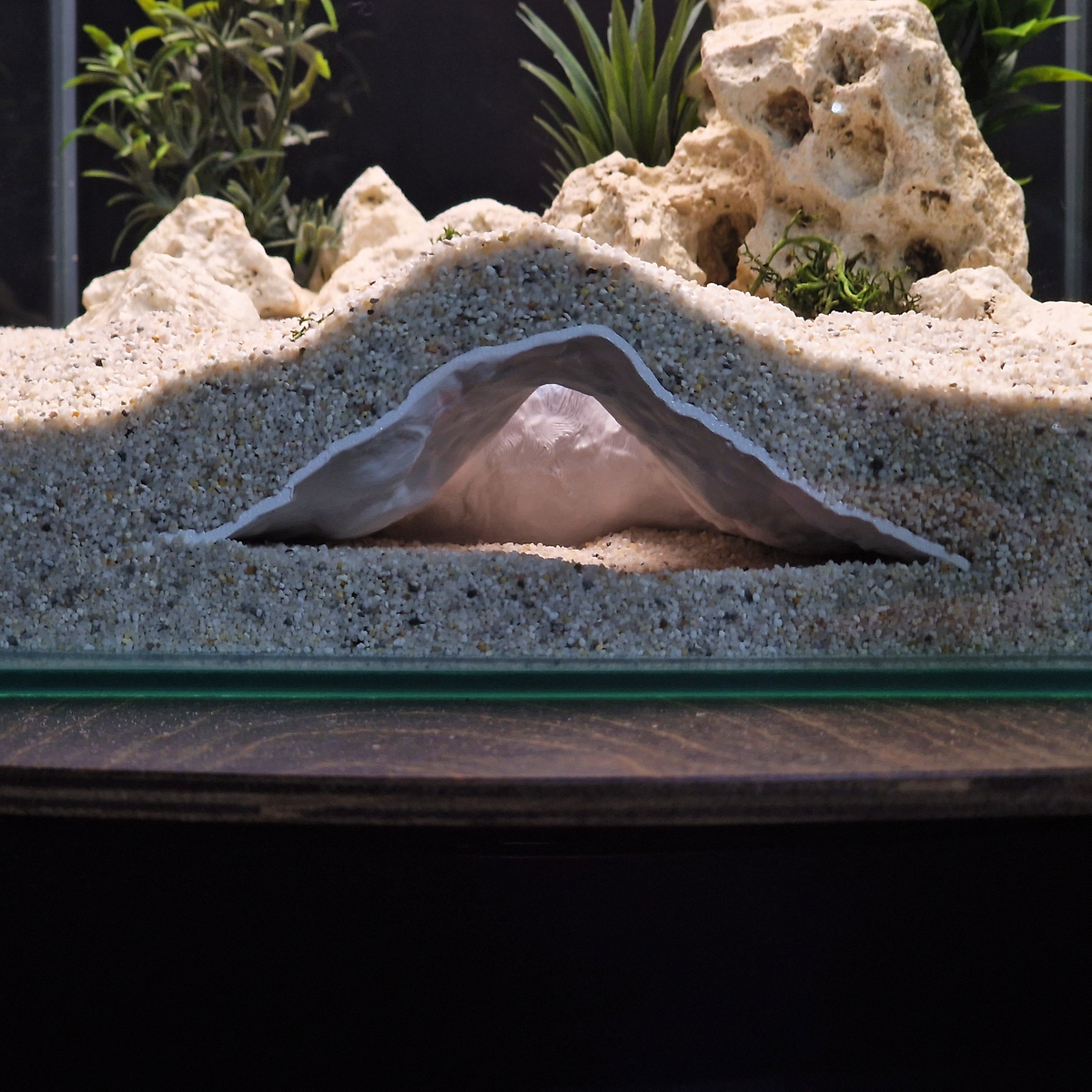 Stellar Relic Aquarium Cave — source 004 4