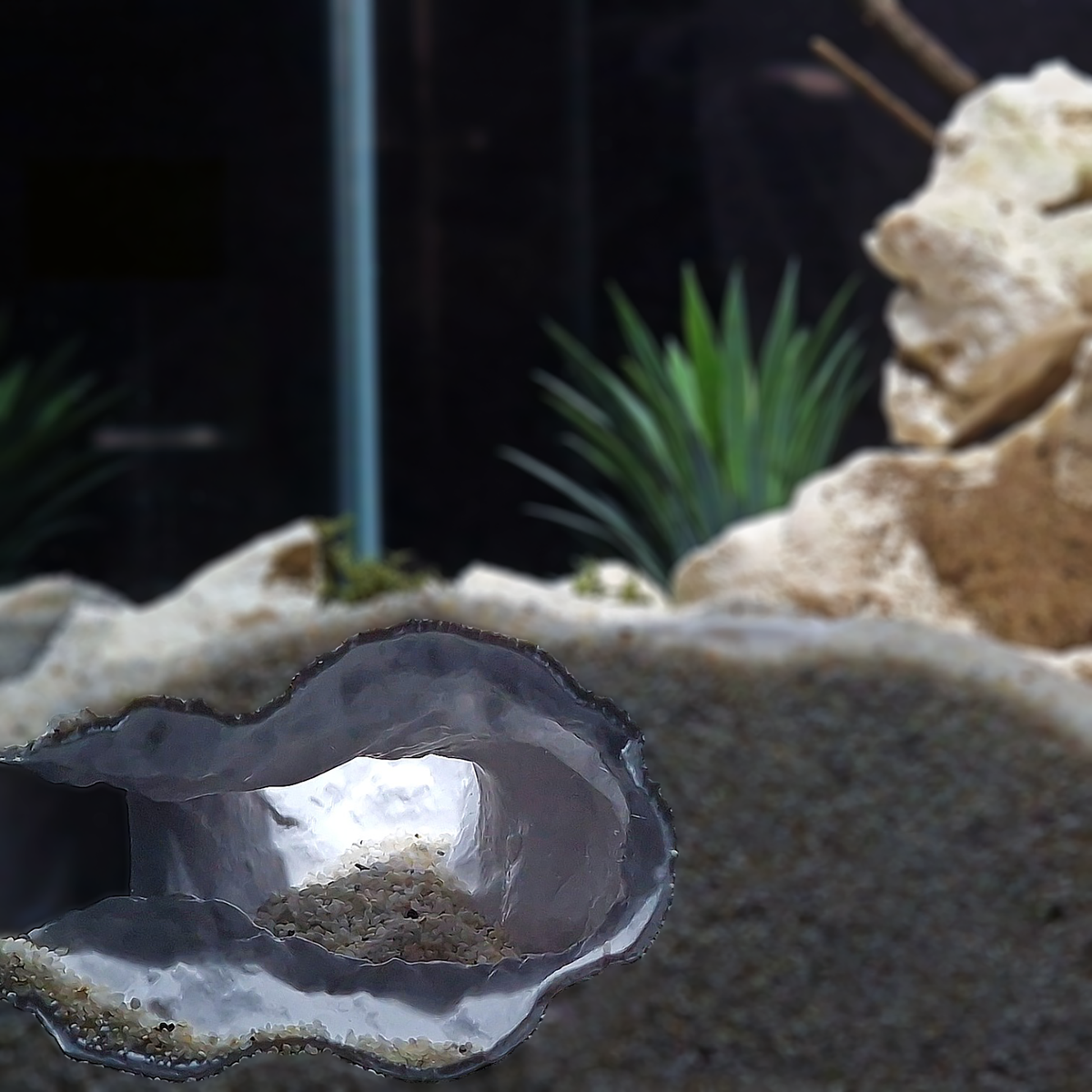 Tideveil Den Aquarium Corner Cave — source 009 8