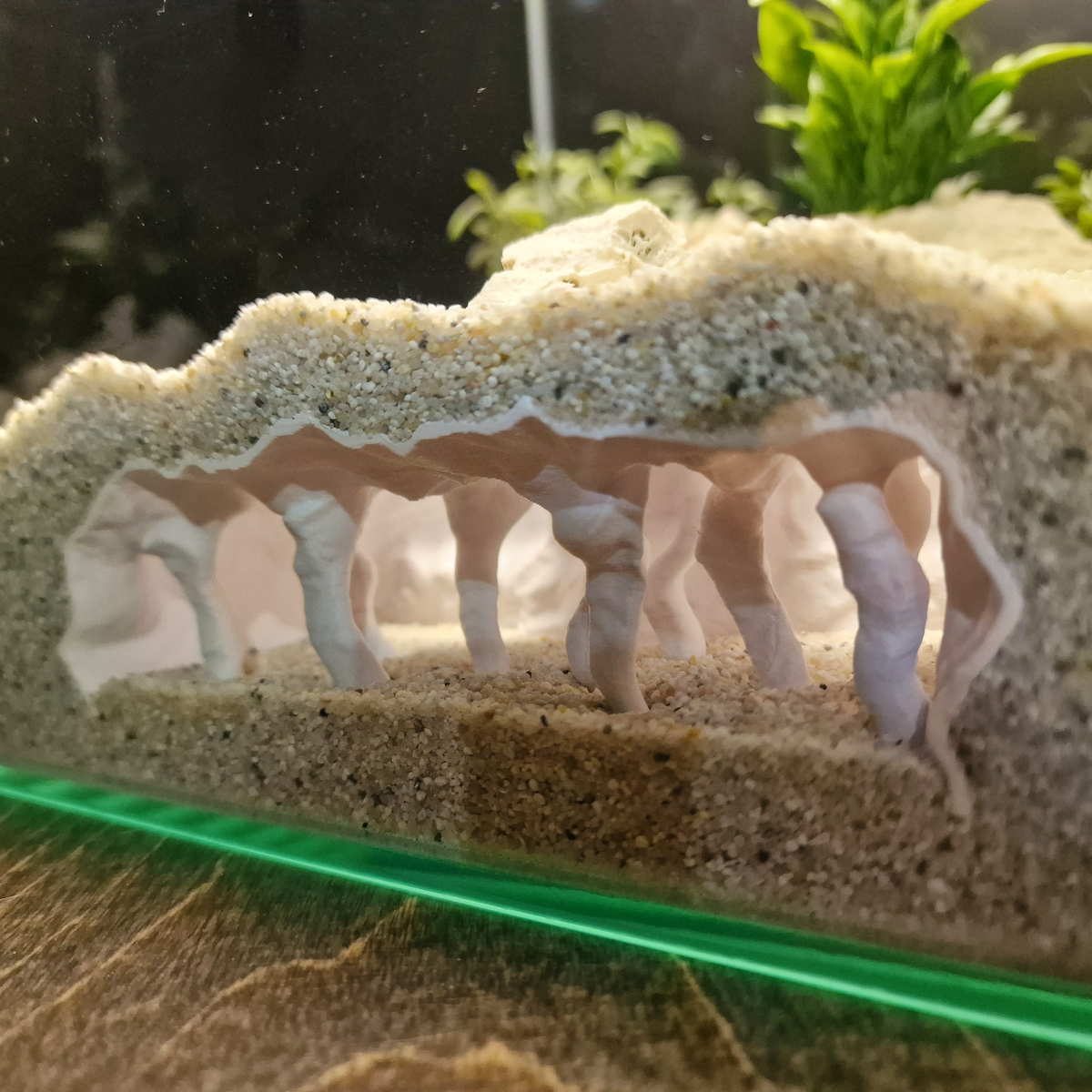 Coral Chamber view 004 2