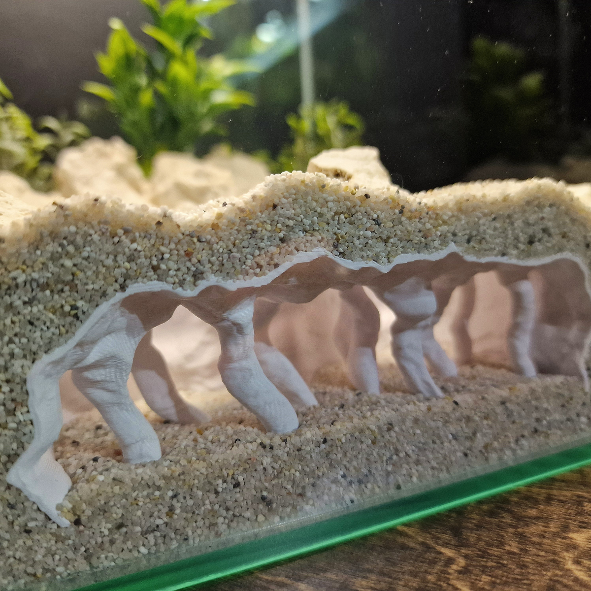 Coral Chamber view 005 3