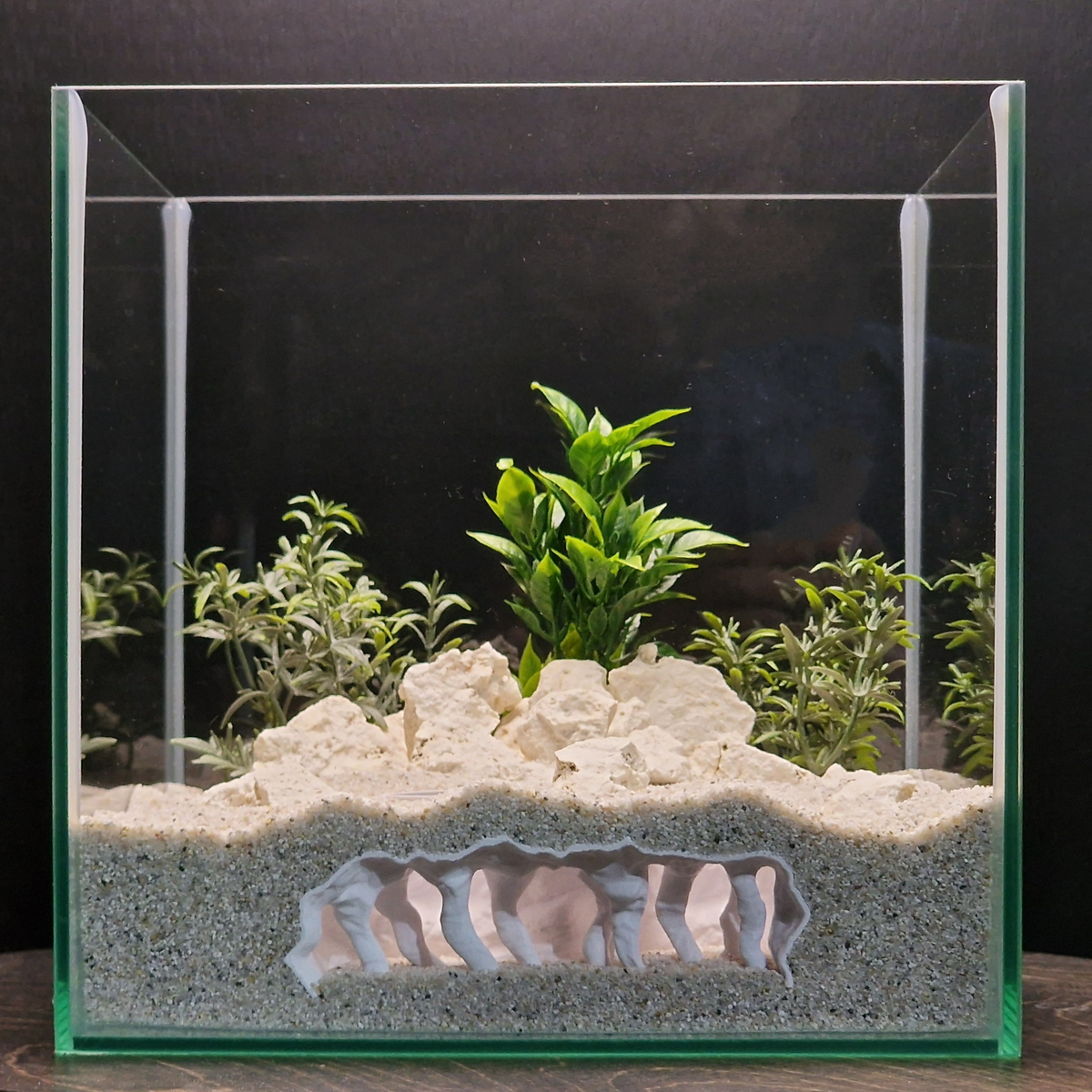 Coral Chamber view 009 8