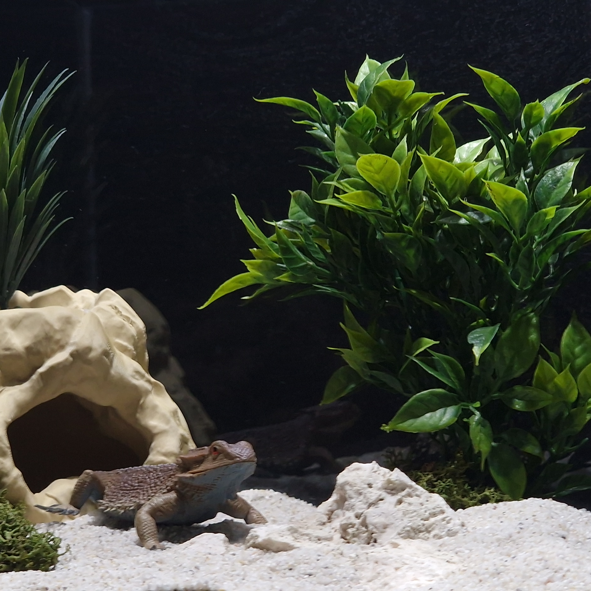 Cave 1 aquarium habitat view 6