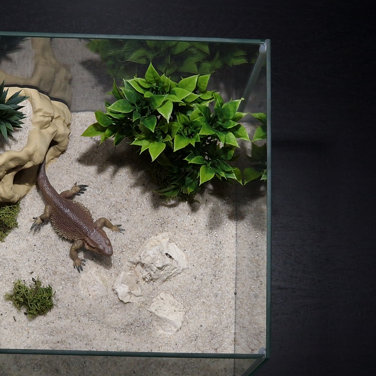 Cave 1 aquarium habitat view 8