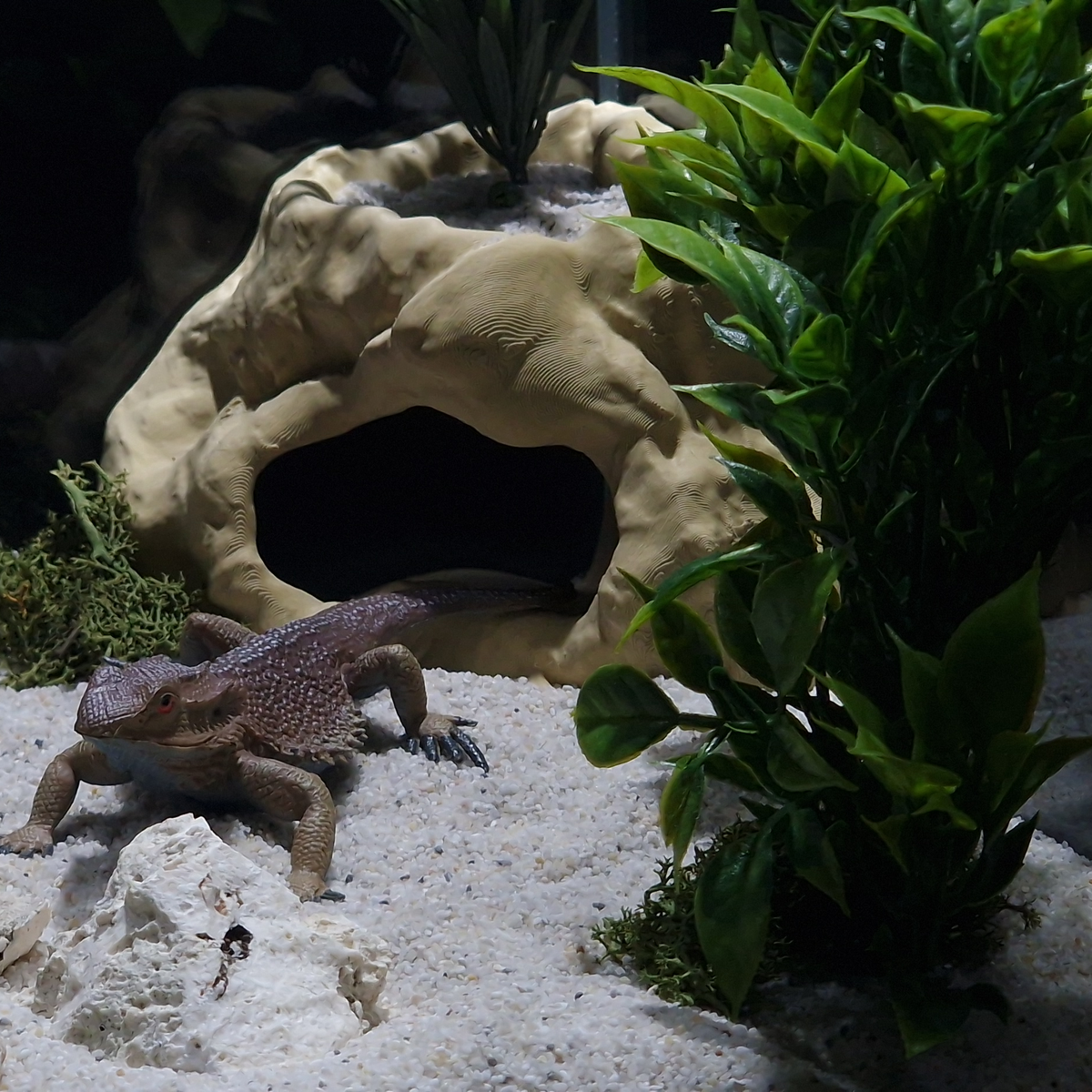 Cave 1 aquarium habitat view 9