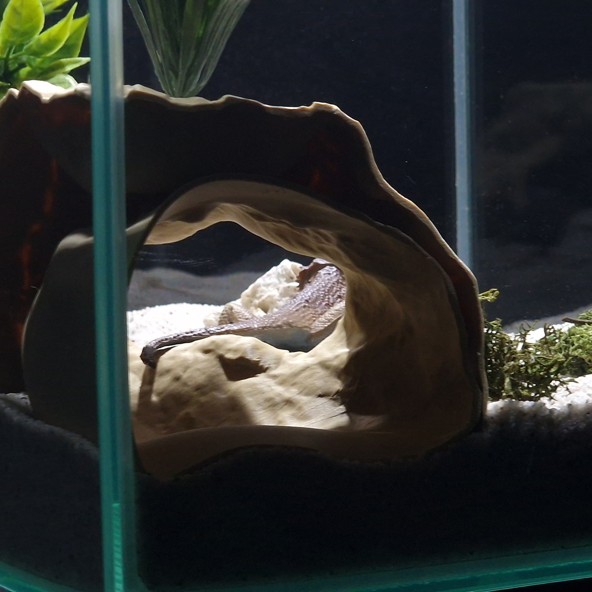 Cave 1 aquarium habitat main view