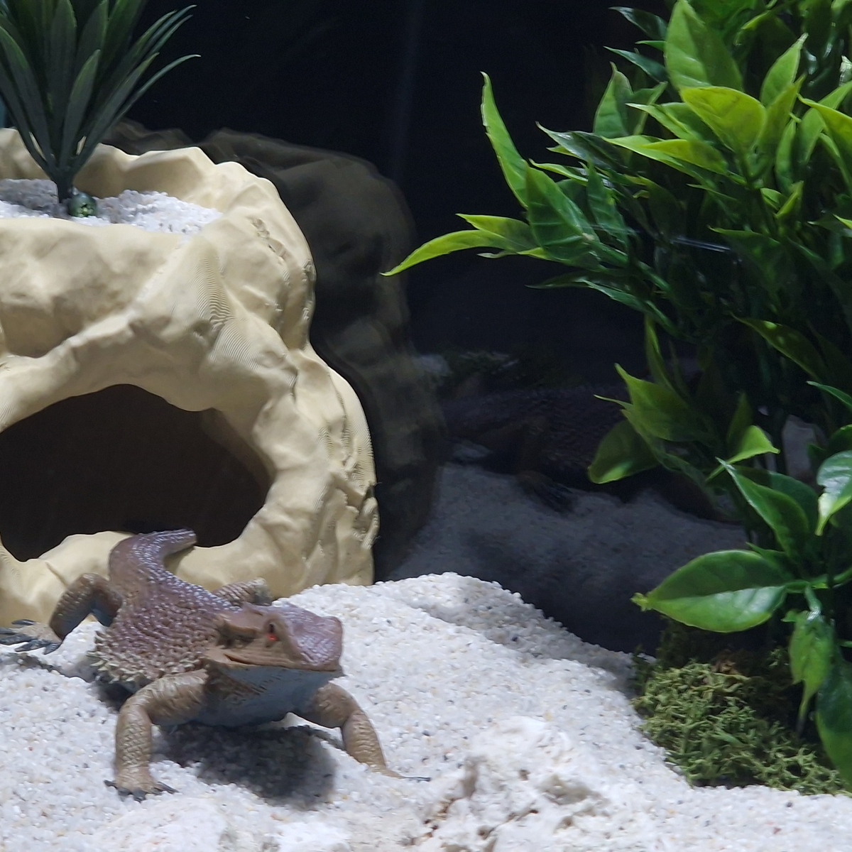 Cave 1 aquarium habitat view 10