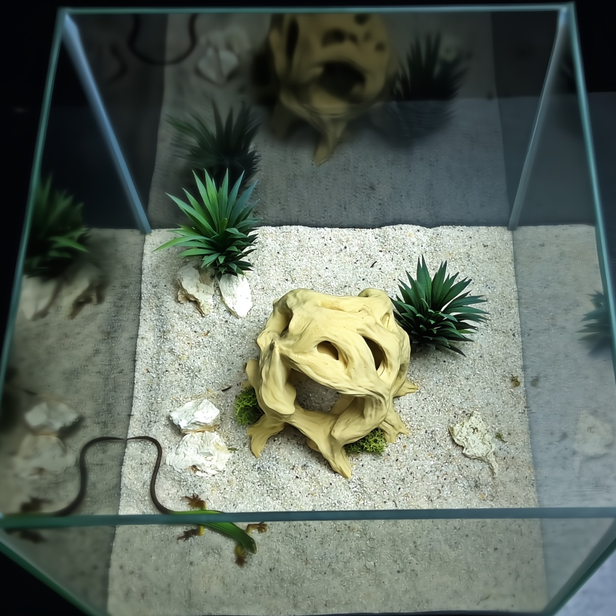Cave 11 aquarium habitat view 2
