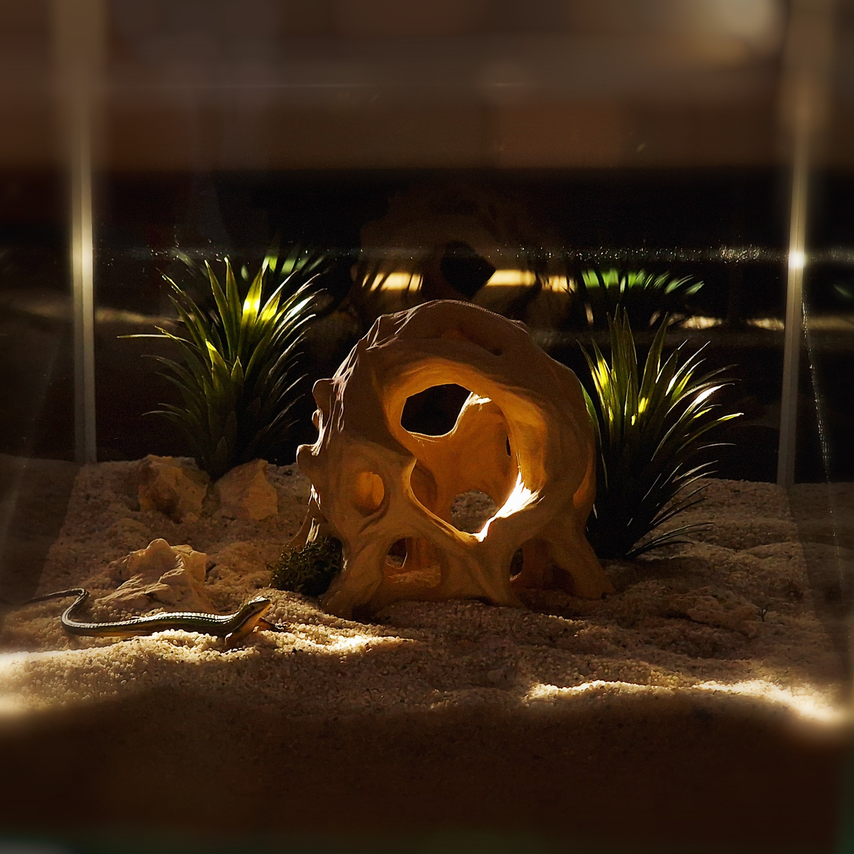 Cave 11 aquarium habitat view 4