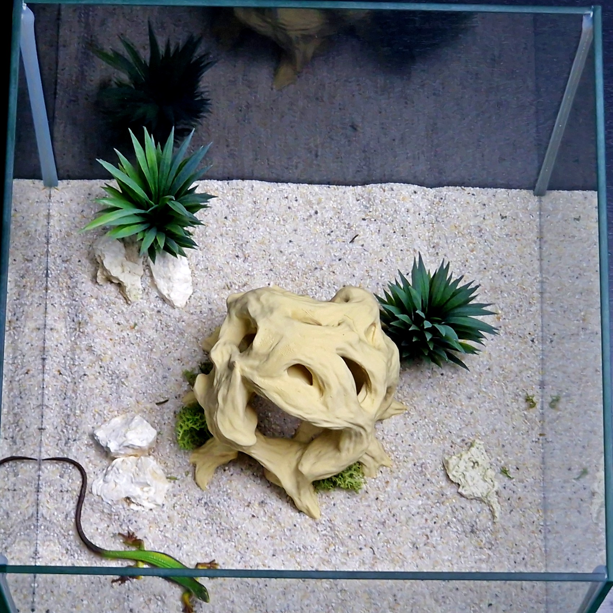 Cave 11 aquarium habitat view 5
