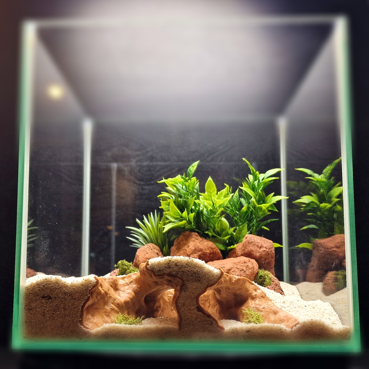 Cave 13 aquarium habitat view 2