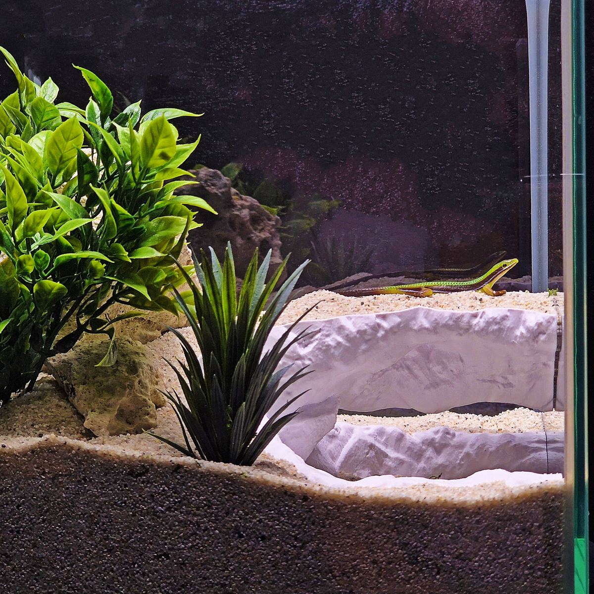 Cave 14 aquarium habitat view 7
