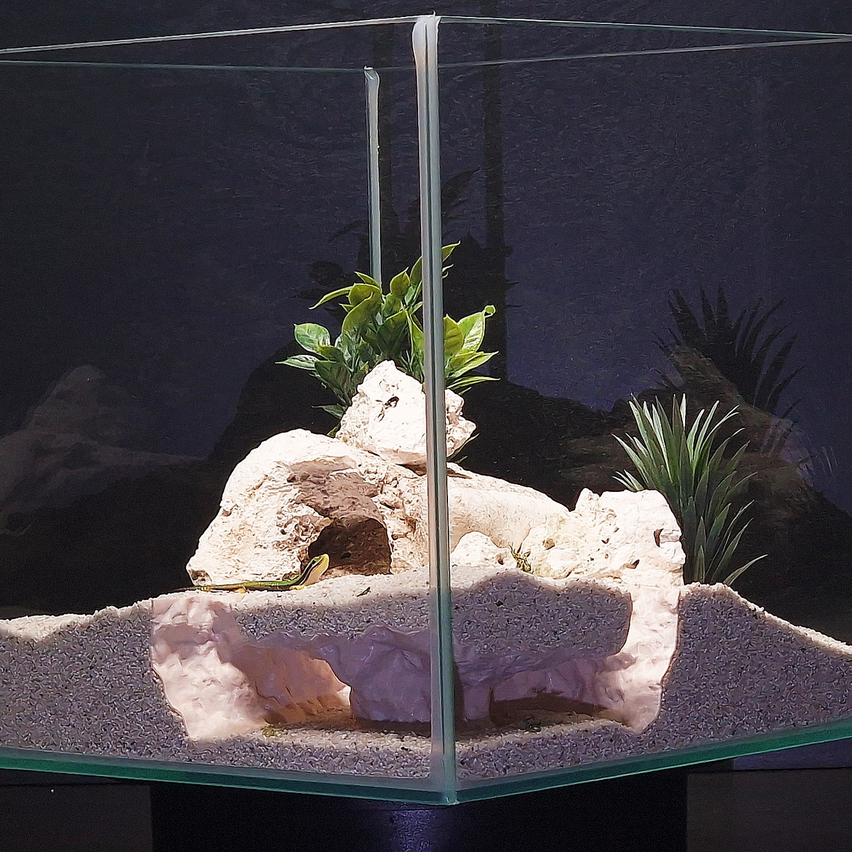 Cave 6 aquarium habitat view 3