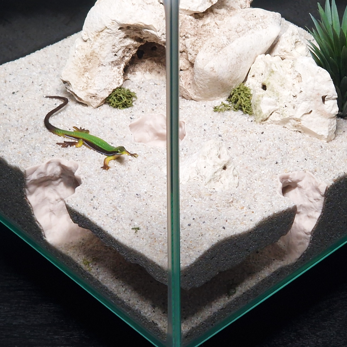 Cave 6 aquarium habitat view 4