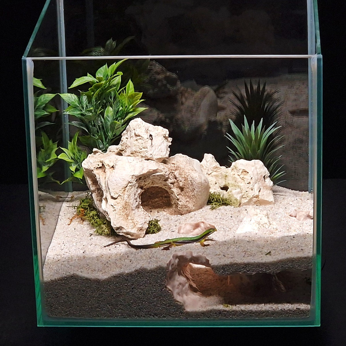 Cave 6 aquarium habitat view 6