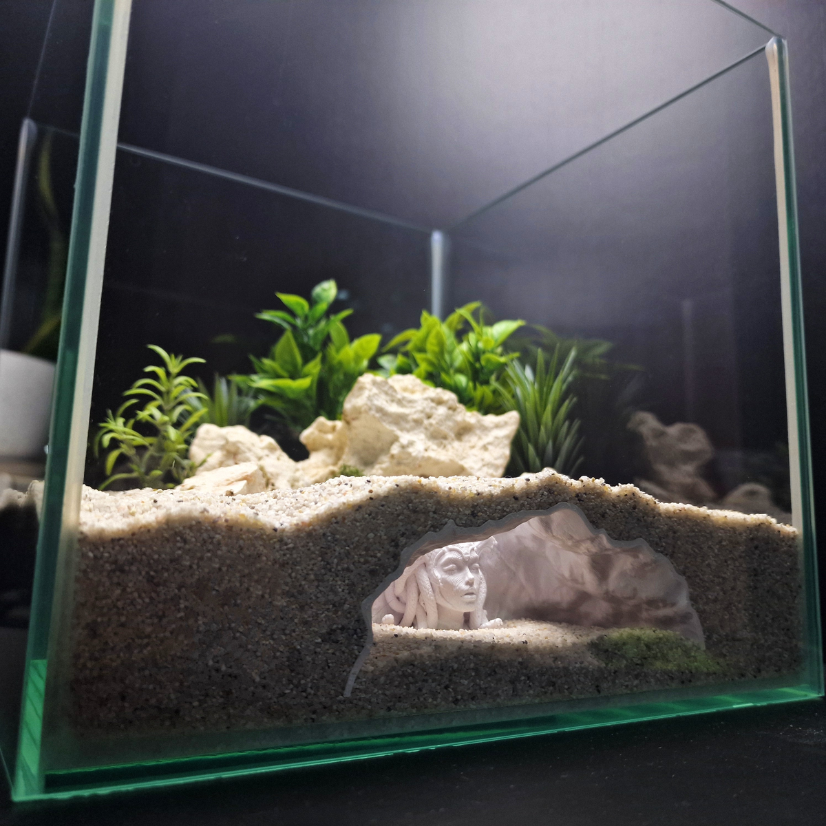 Medusa'S Lair aquarium habitat view 8
