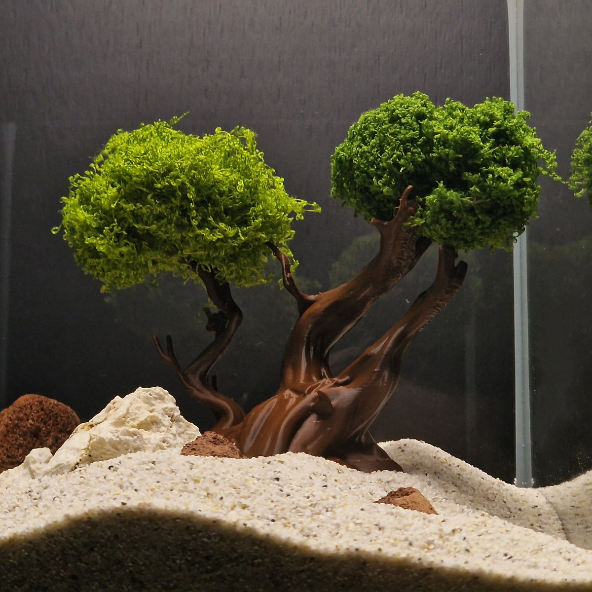 Mysterious Tree source 001 1