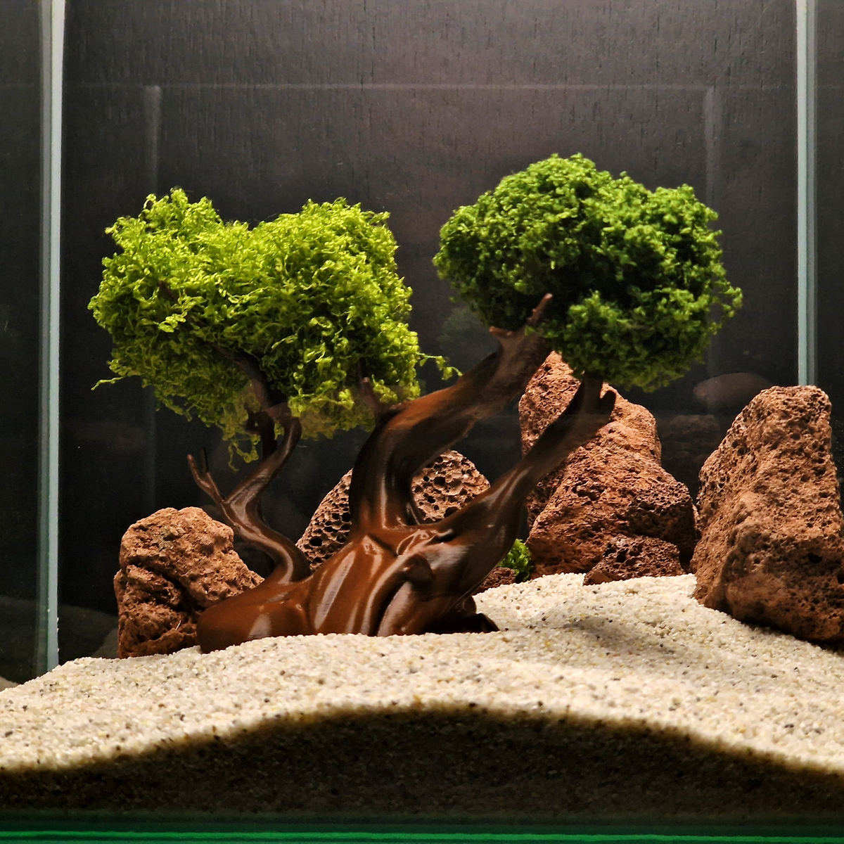 Mysterious Tree source 007 5