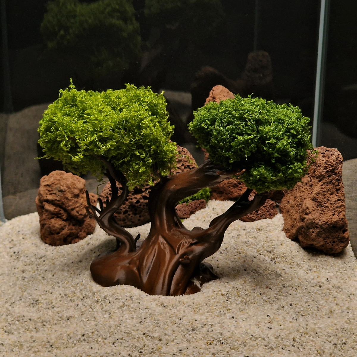 Mysterious Tree source 008 6