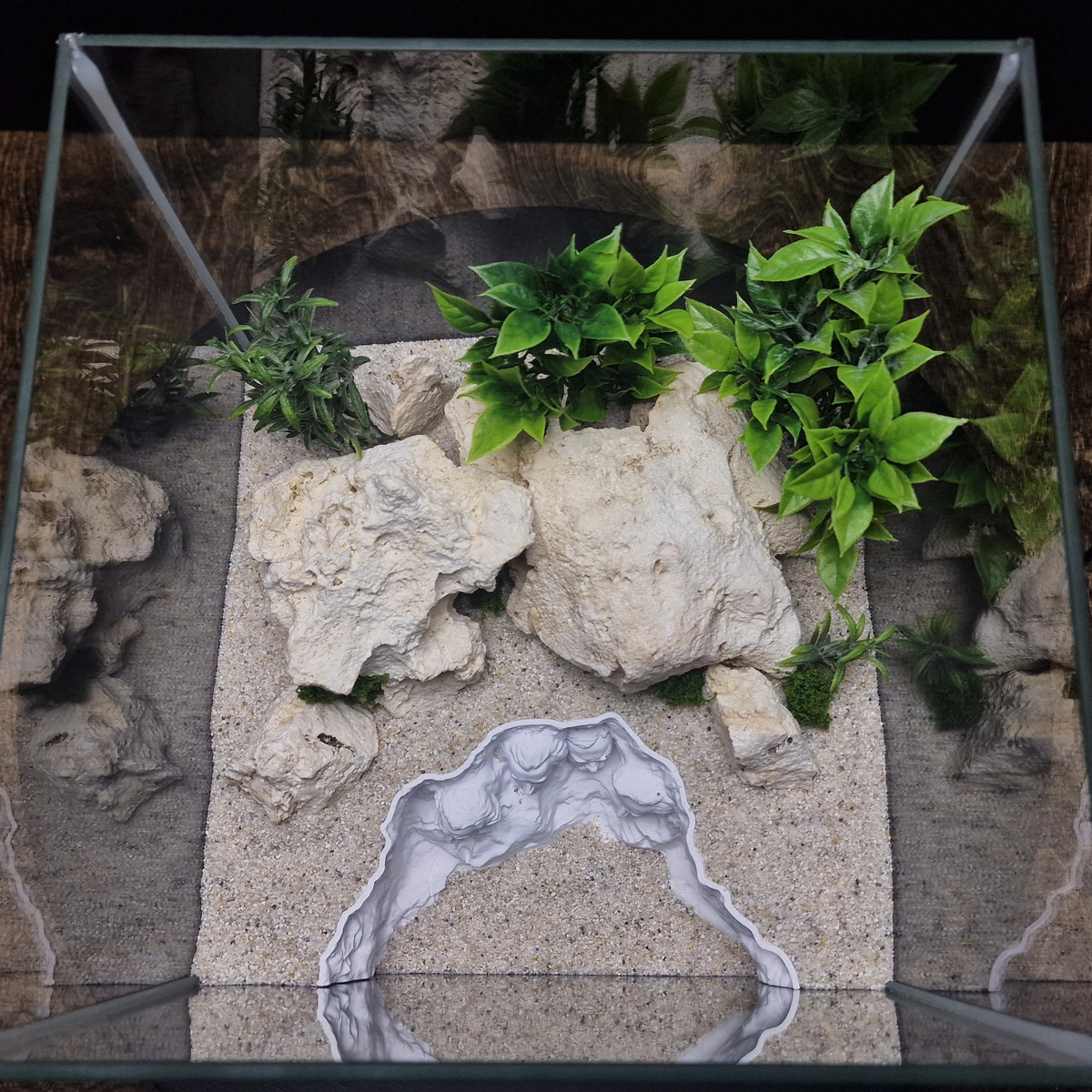 Rushmore Hollow aquarium habitat view 9
