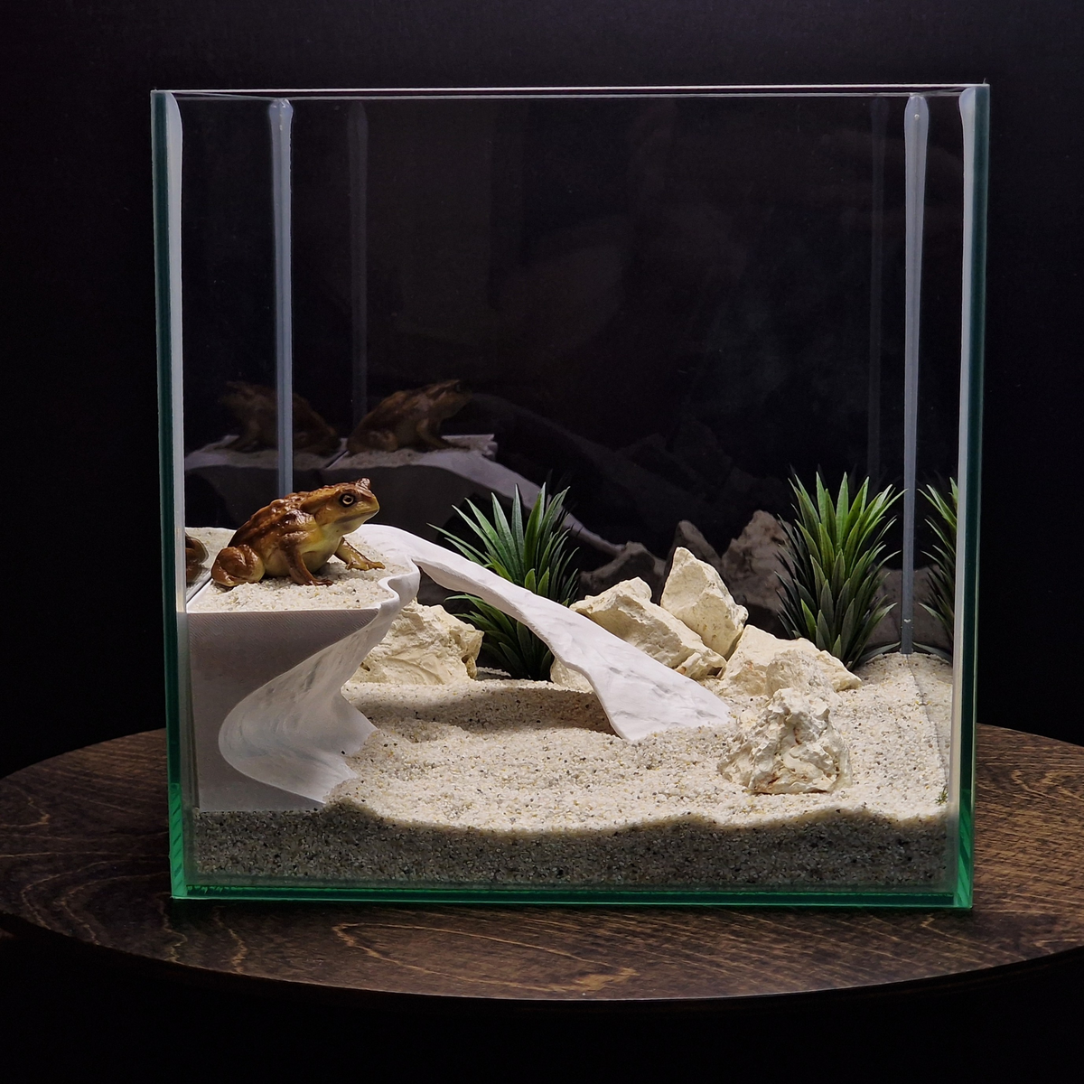 Tidal Basking aquarium habitat view 3