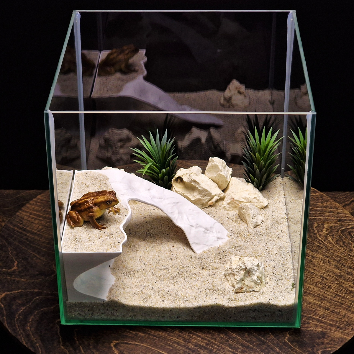 Tidal Basking aquarium habitat view 4