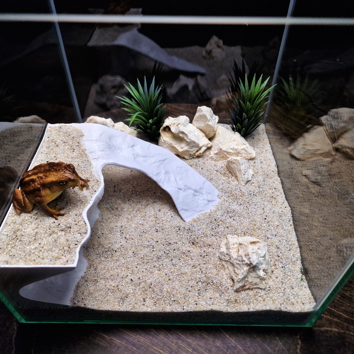 Tidal Basking aquarium habitat view 8