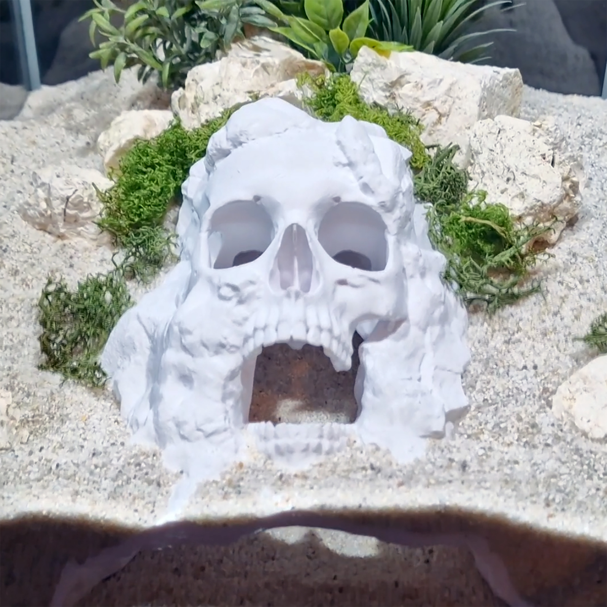 Pirate Cave aquarium skull cave main view