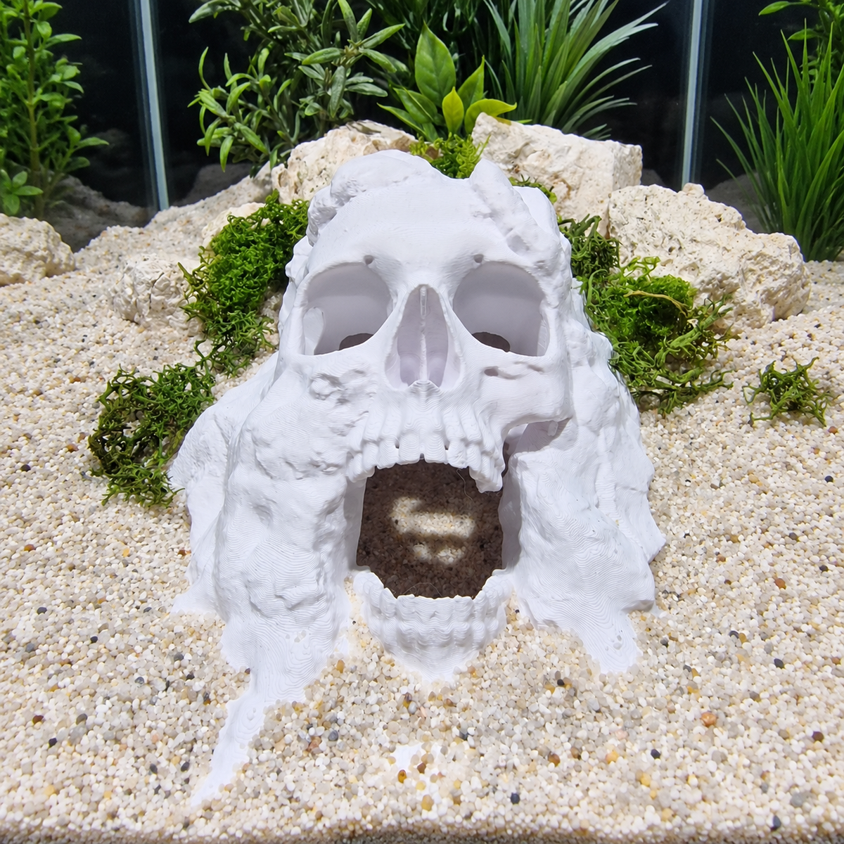 Pirate Cave aquarium skull cave source view 003-2
