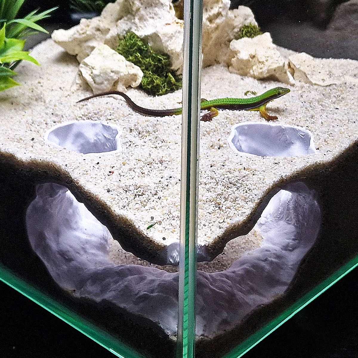 Tideveil Den Aquarium Corner Cave — source 003 2