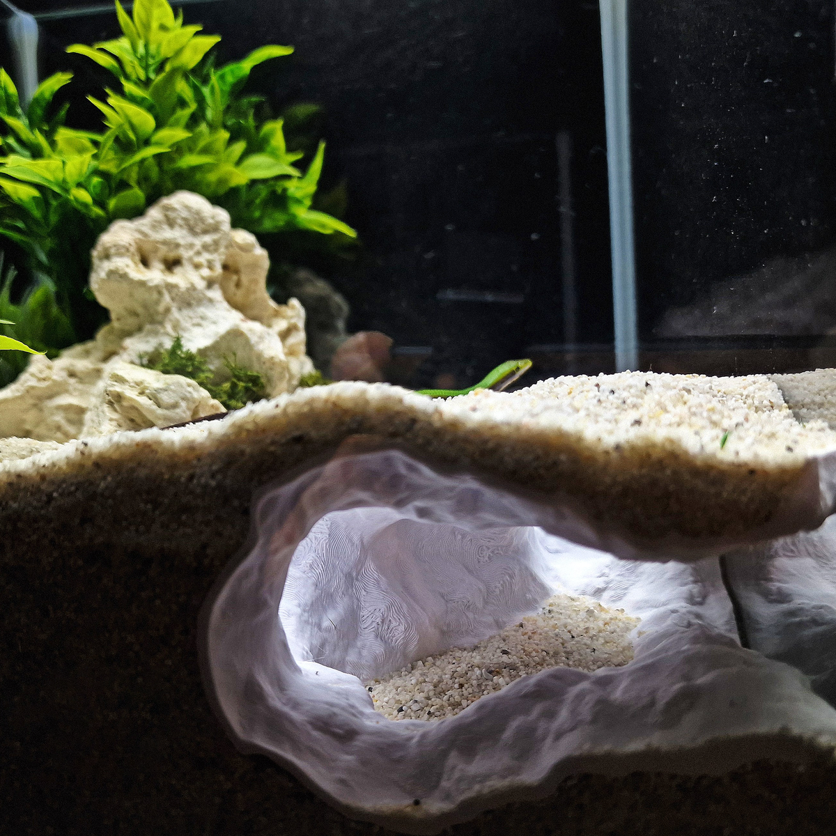 Tideveil Den Aquarium Corner Cave — source 010 9